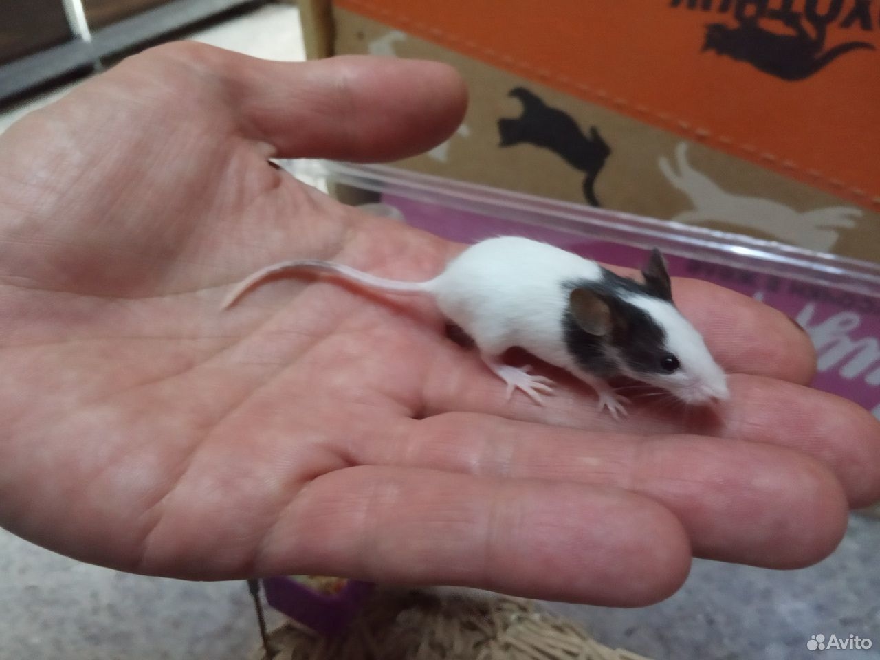 Японские мини мышки купить на Зозу.ру - фотография № 2