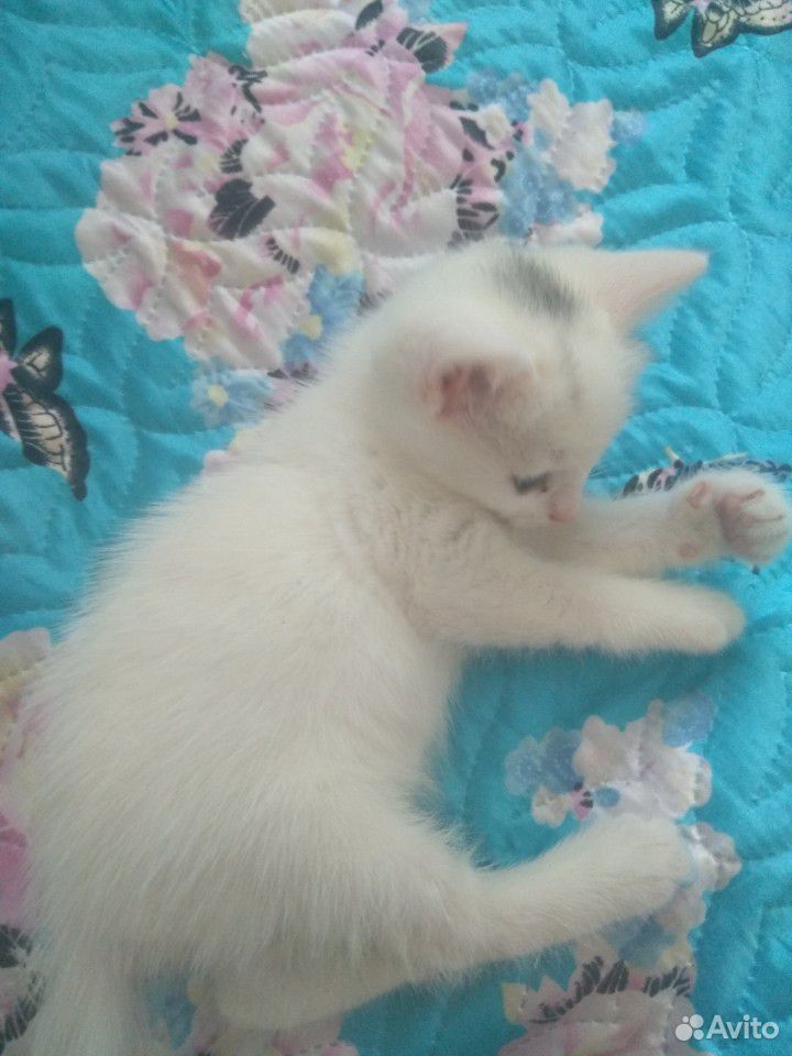 Отдадим белого котенка купить на Зозу.ру - фотография № 1