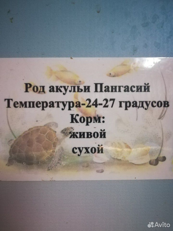 Рыба купить на Зозу.ру - фотография № 4
