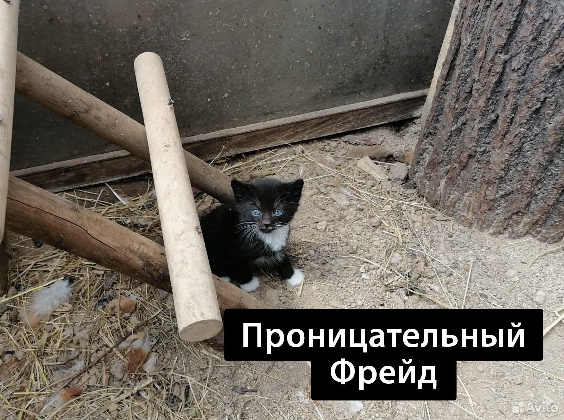 Котодруг (котята) в добрые руки, 1 мес купить на Зозу.ру - фотография № 8