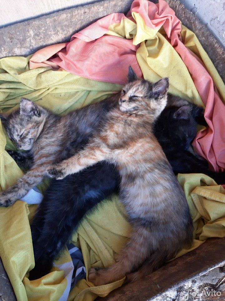 3 красивый котят 2 девочки и 1 мальчик купить на Зозу.ру - фотография № 2