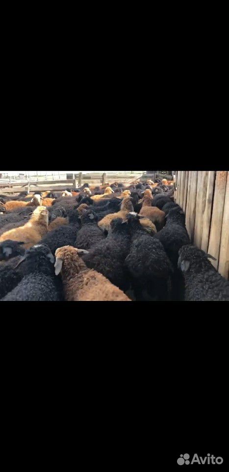 Овцы,ягнята купить на Зозу.ру - фотография № 2