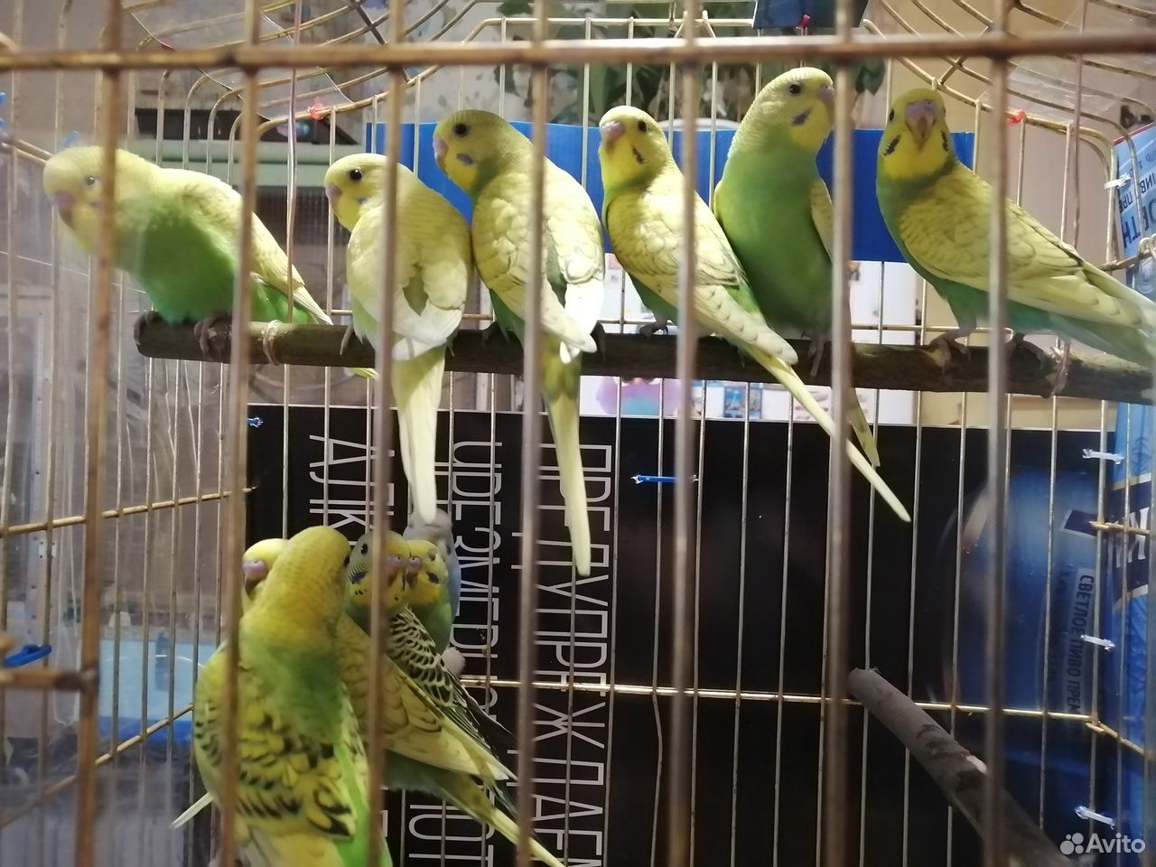 Продаются волнистые попугайчики апрельский выводок купить на Зозу.ру - фотография № 2