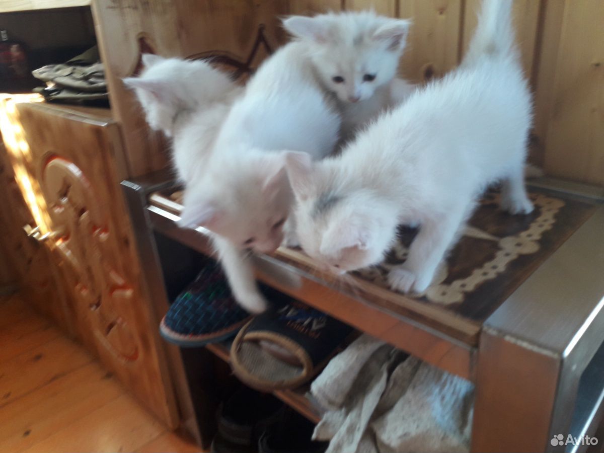 Белые котята купить на Зозу.ру - фотография № 2