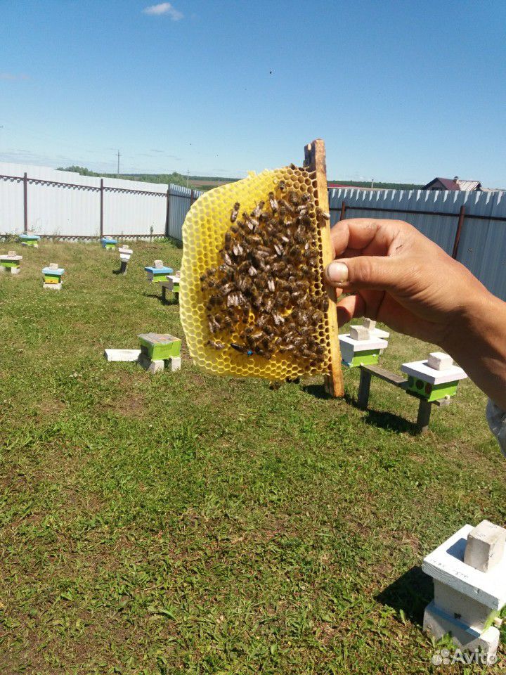 Плодные пчеломатки купить на Зозу.ру - фотография № 3