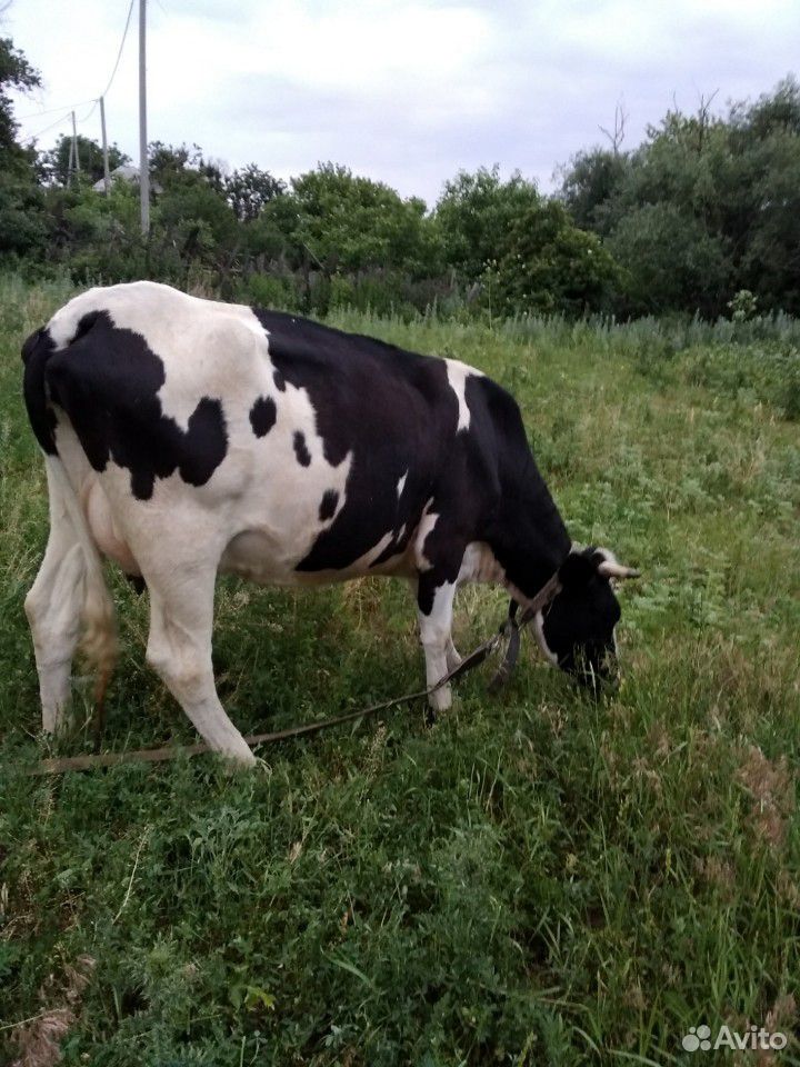Коровы и козы купить на Зозу.ру - фотография № 6