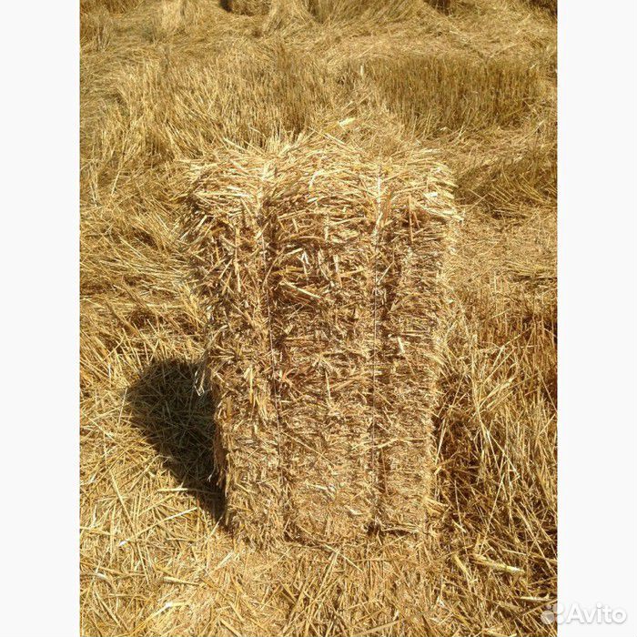 Солома пшеница купить на Зозу.ру - фотография № 1