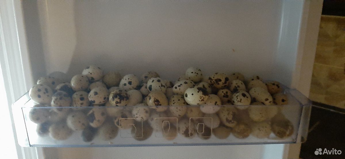 Несушки перепёлок,яйцо пищевое купить на Зозу.ру - фотография № 1