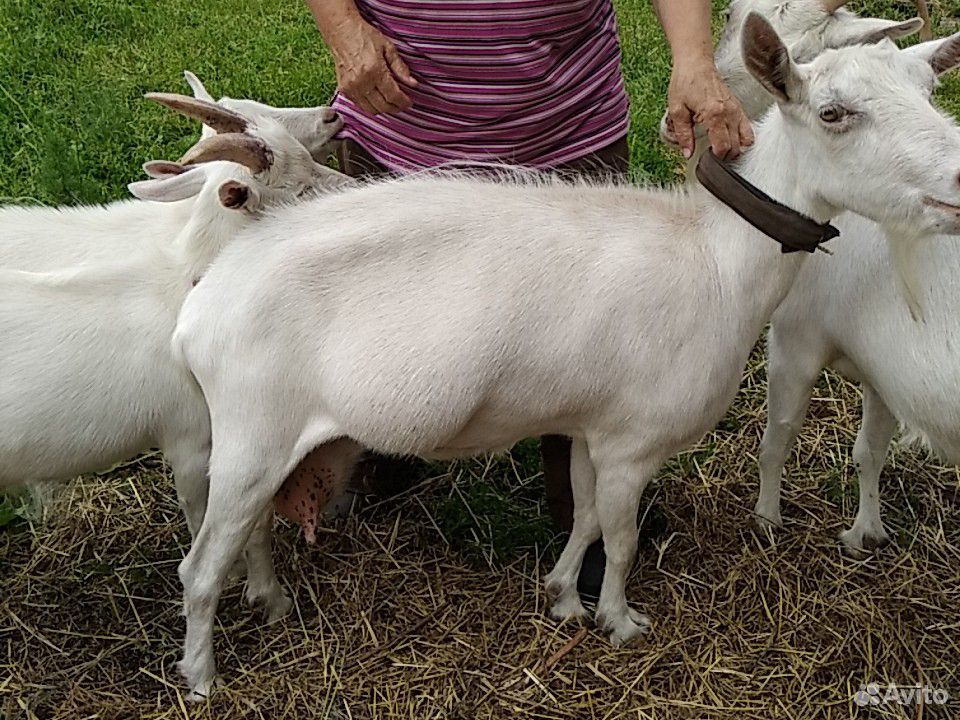 Продам коза и козел купить на Зозу.ру - фотография № 3