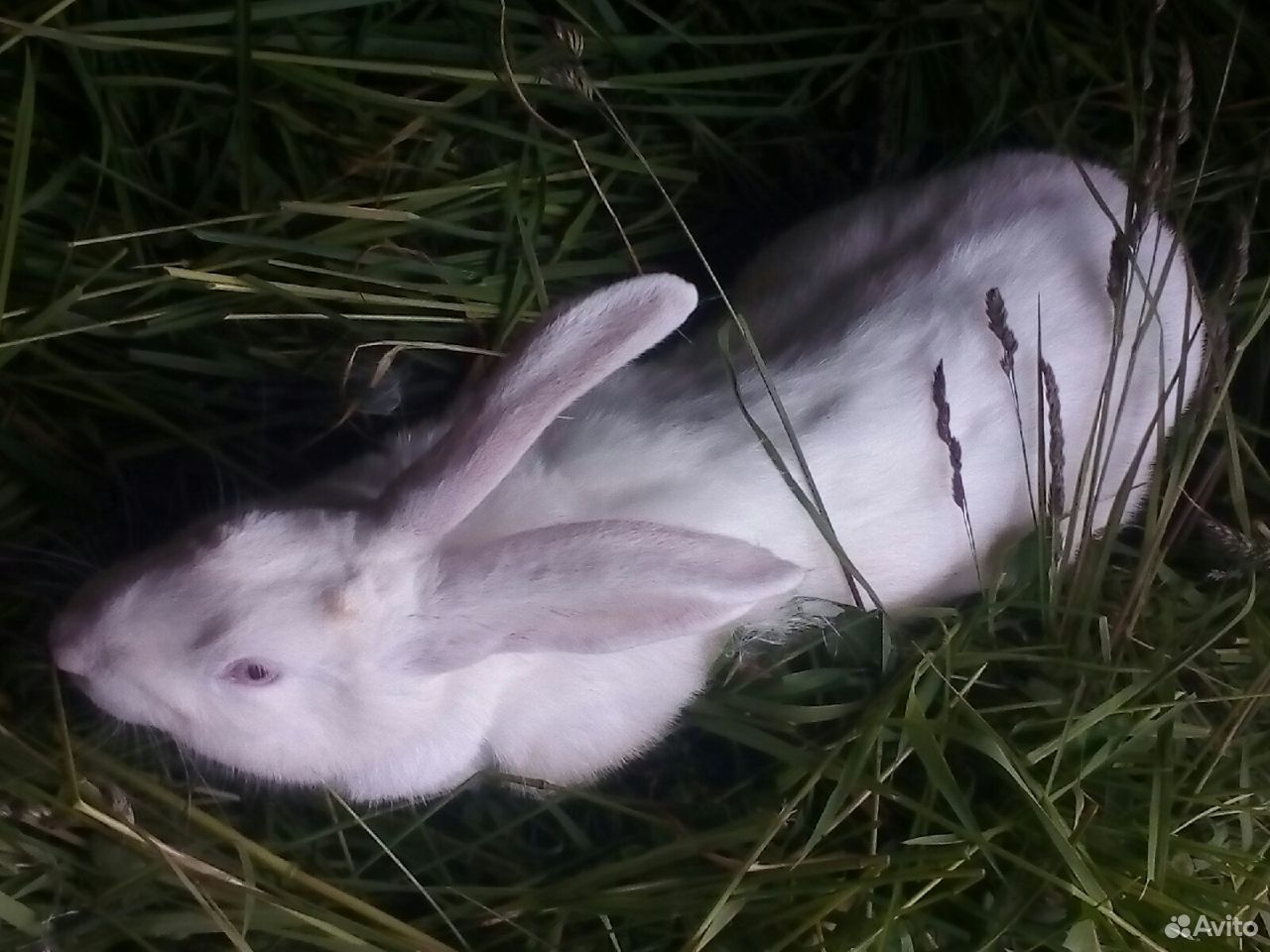 Кролик самец - 10 месяцев купить на Зозу.ру - фотография № 1