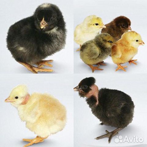 Цыплята на заказ,от суточных до 3-х месяцев купить на Зозу.ру - фотография № 1