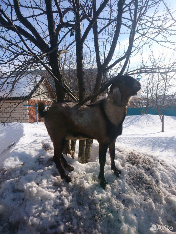 Нубийские козлята купить на Зозу.ру - фотография № 4