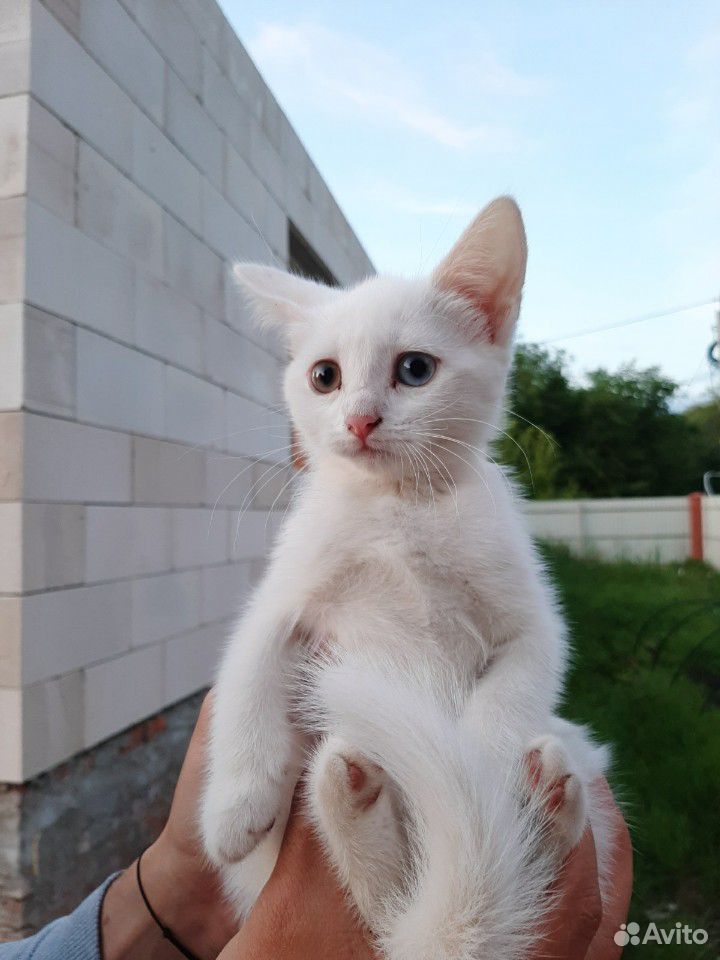 Белые котята купить на Зозу.ру - фотография № 7