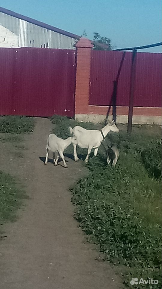 Продается коза дойная купить на Зозу.ру - фотография № 1