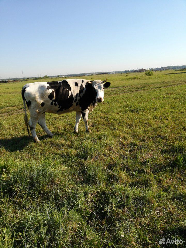 Три коровы и одна нетель купить на Зозу.ру - фотография № 5