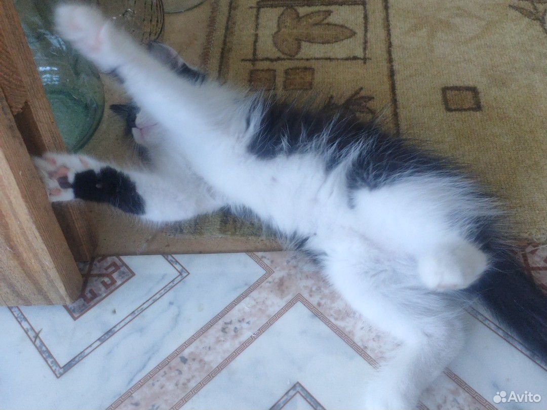 Котята в добрые руки 2.5 месяца купить на Зозу.ру - фотография № 5