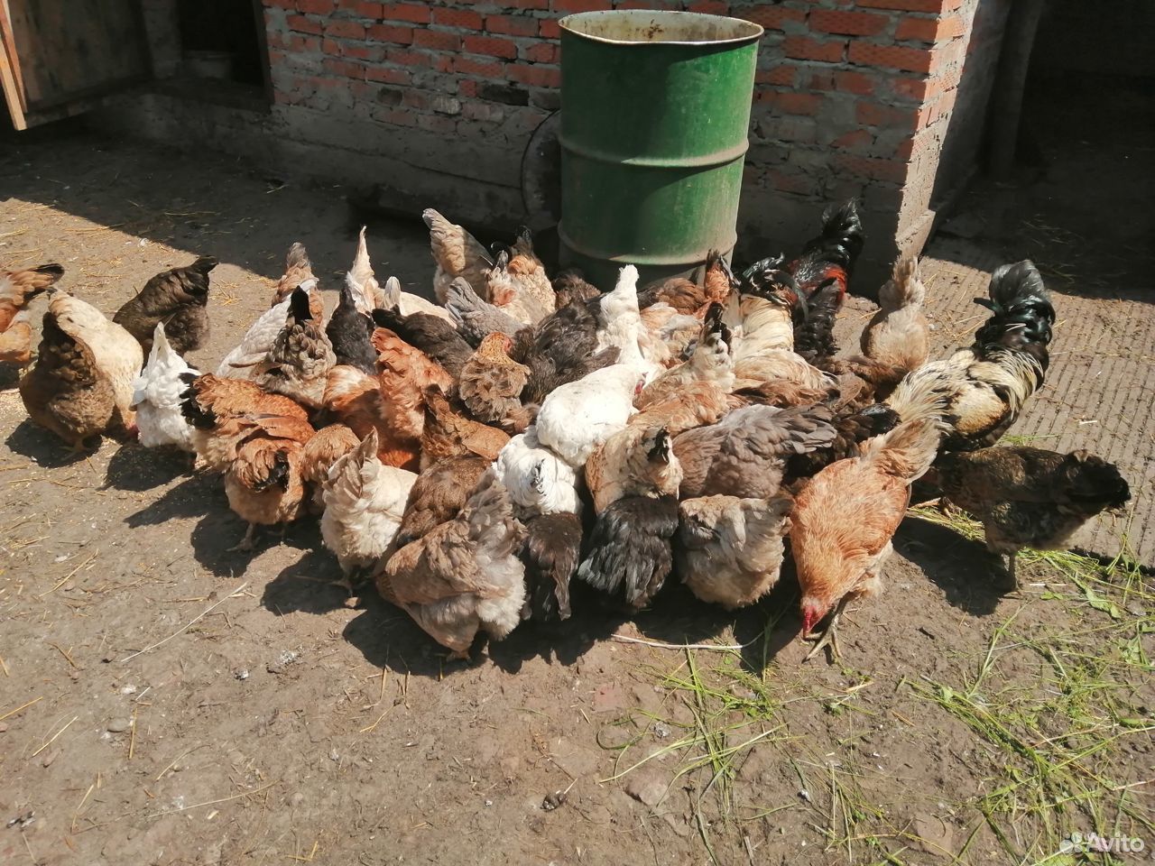 Цыплята купить на Зозу.ру - фотография № 3