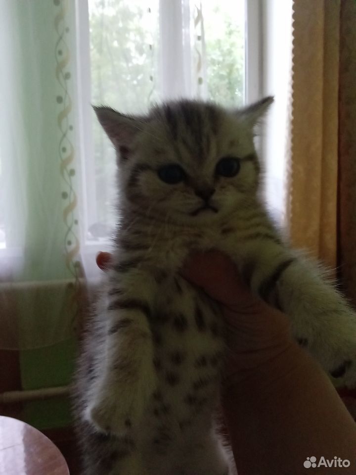Котёнок британец купить на Зозу.ру - фотография № 1