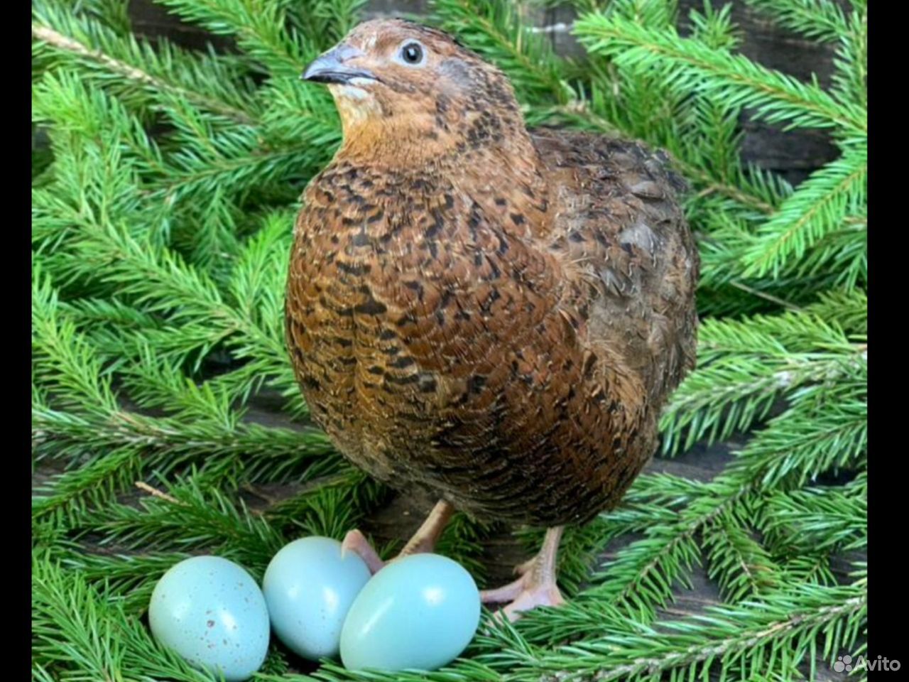 Инкубационное яйцо перепела Селадон голубые яйца купить на Зозу.ру - фотография № 1