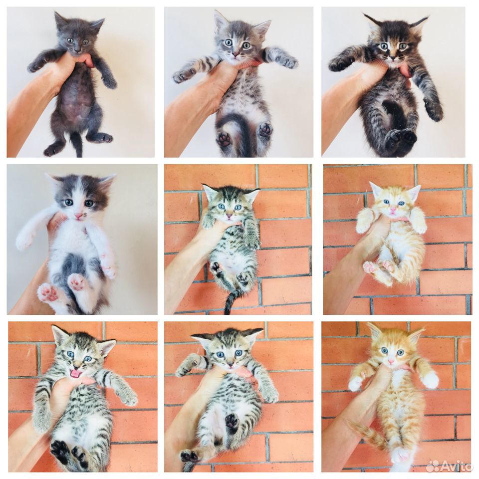 Спасённые котята купить на Зозу.ру - фотография № 1