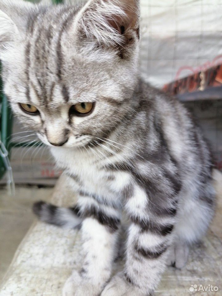 Котики от Шотландской кошки, 3 месяца, к лотку при купить на Зозу.ру - фотография № 4