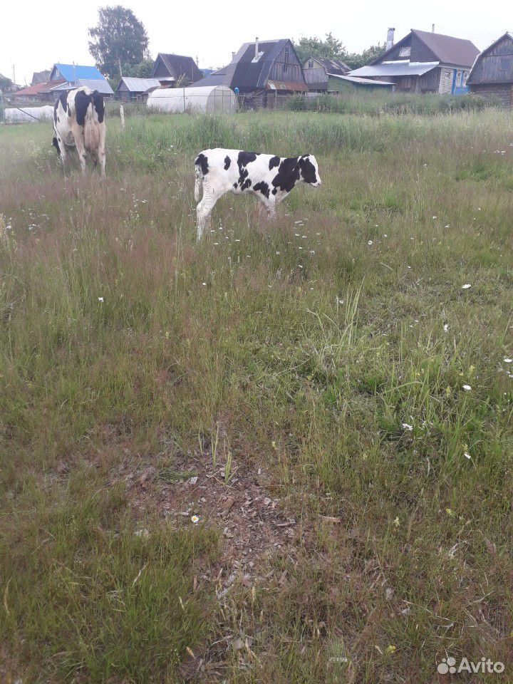 Тёлочка от высокоудойной коровы купить на Зозу.ру - фотография № 2