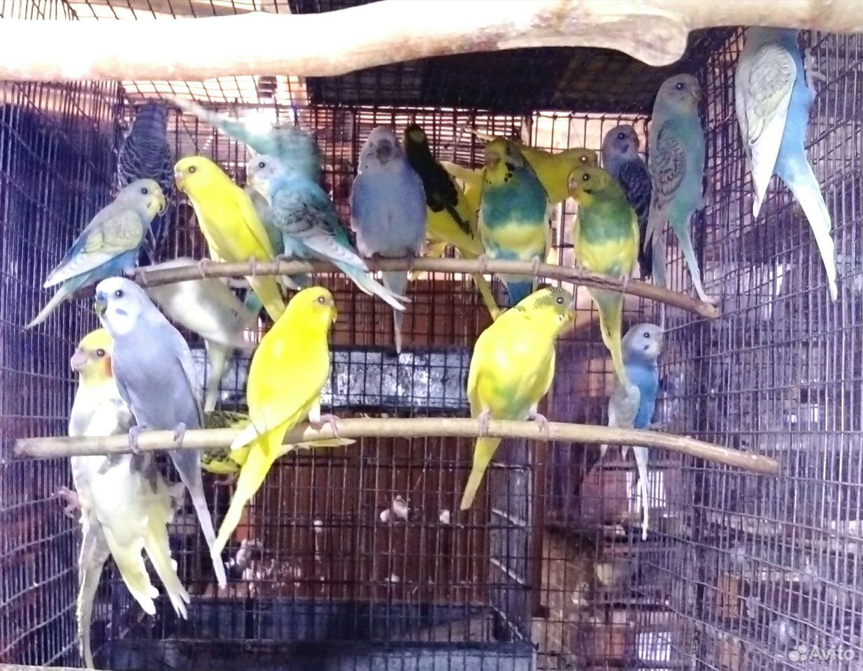Травяные попугайчики купить на Зозу.ру - фотография № 7