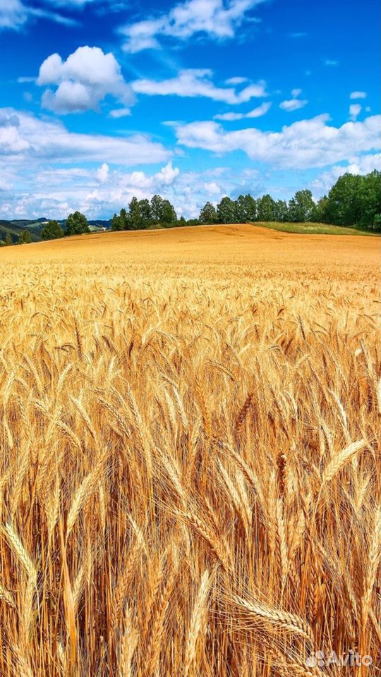 Закупаем пшеницу,ячмень купить на Зозу.ру - фотография № 1