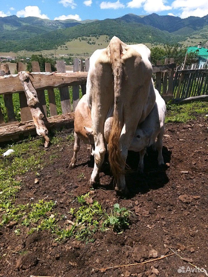 Корова и телята(бычки) купить на Зозу.ру - фотография № 5