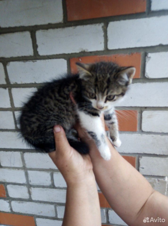 Кот купить на Зозу.ру - фотография № 3