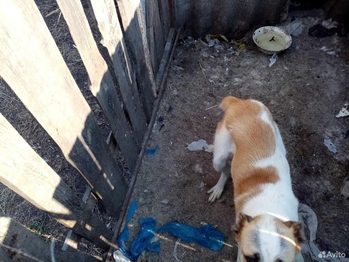 Подрощенный щенок алабая купить на Зозу.ру - фотография № 2