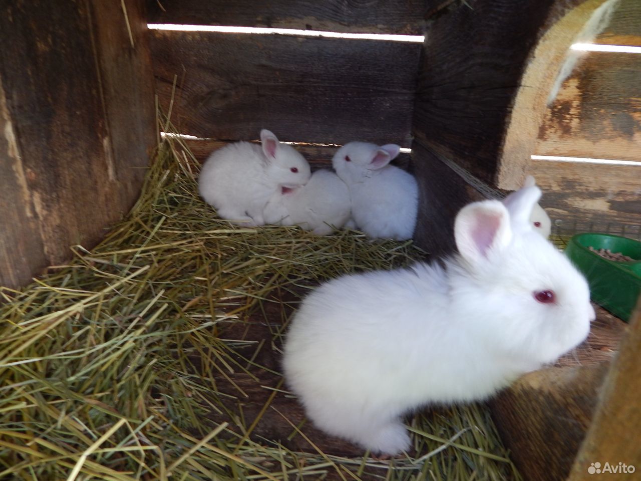 Крольчата новозеландские белые купить на Зозу.ру - фотография № 7