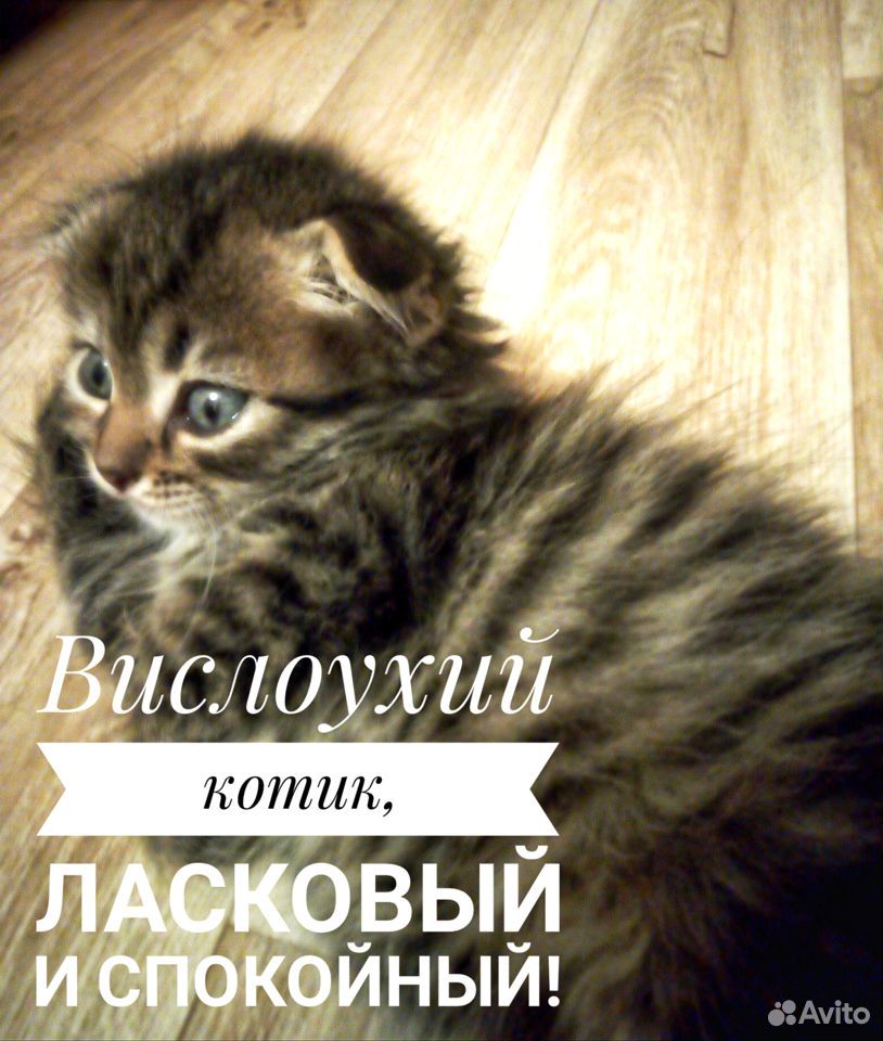 Котята от вислоухий кошки купить на Зозу.ру - фотография № 4