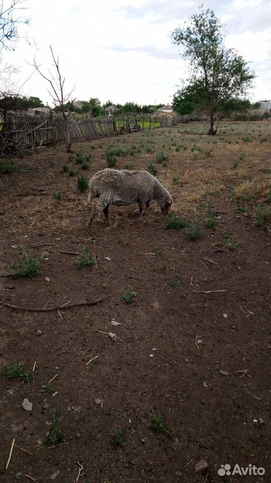 Продам четверых овец и барана за 37тыс купить на Зозу.ру - фотография № 2