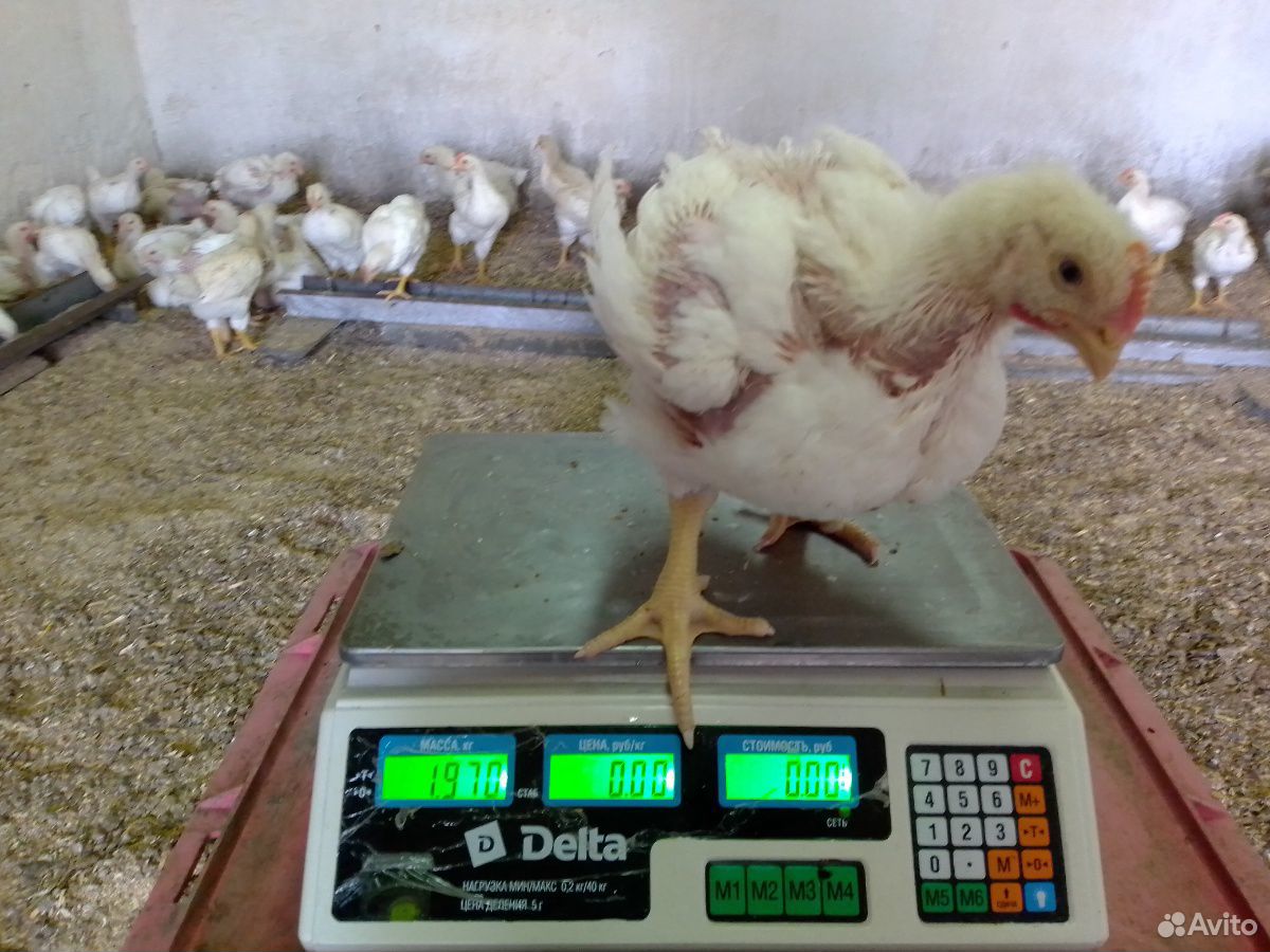 Цыплята бройлер кобб 500 возраст 28 дней купить на Зозу.ру - фотография № 6