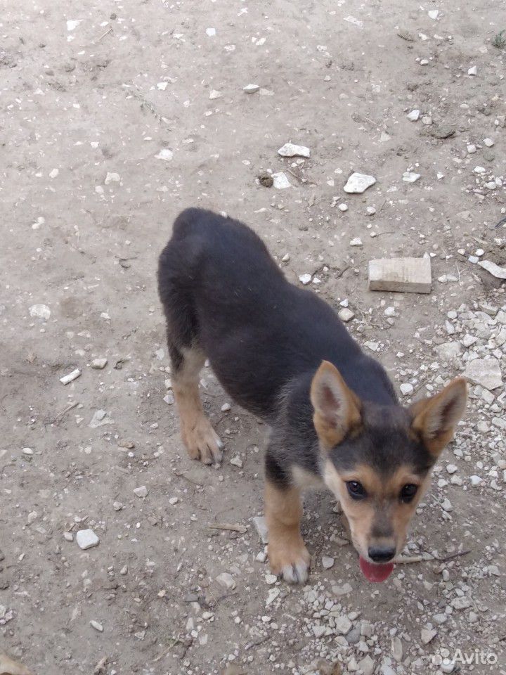 Собака немецкая щенок 3 месяц купить на Зозу.ру - фотография № 1