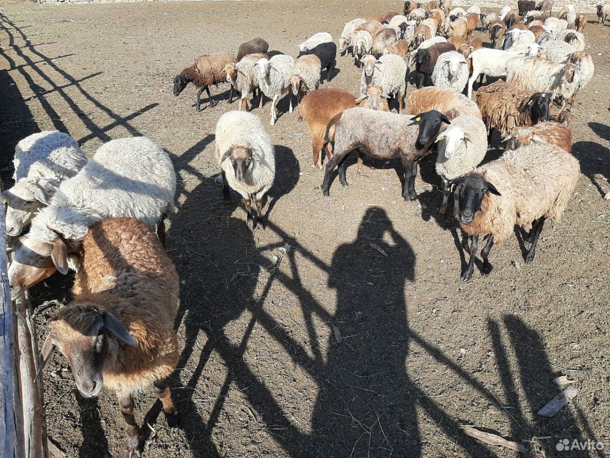Овцы молодняк купить на Зозу.ру - фотография № 1