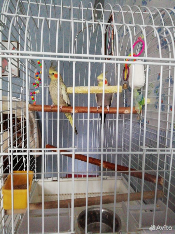 Продам попугая Карела купить на Зозу.ру - фотография № 3