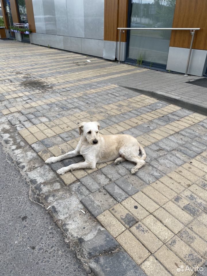 Потрясающий пёс купить на Зозу.ру - фотография № 3