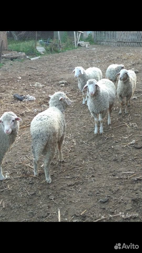 Овцы Козы купить на Зозу.ру - фотография № 1