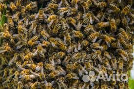 Продам рой пчёл купить на Зозу.ру - фотография № 3