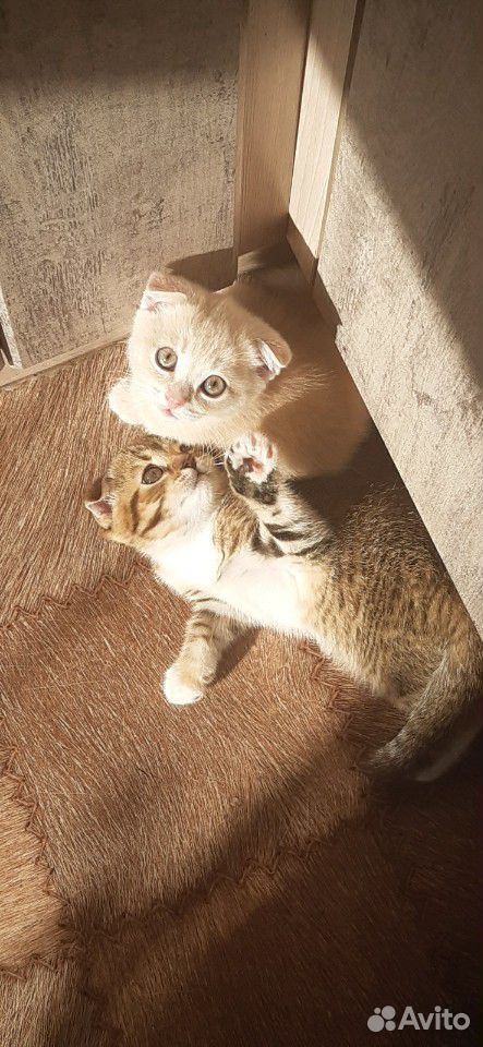 Вислоухие котята купить на Зозу.ру - фотография № 3