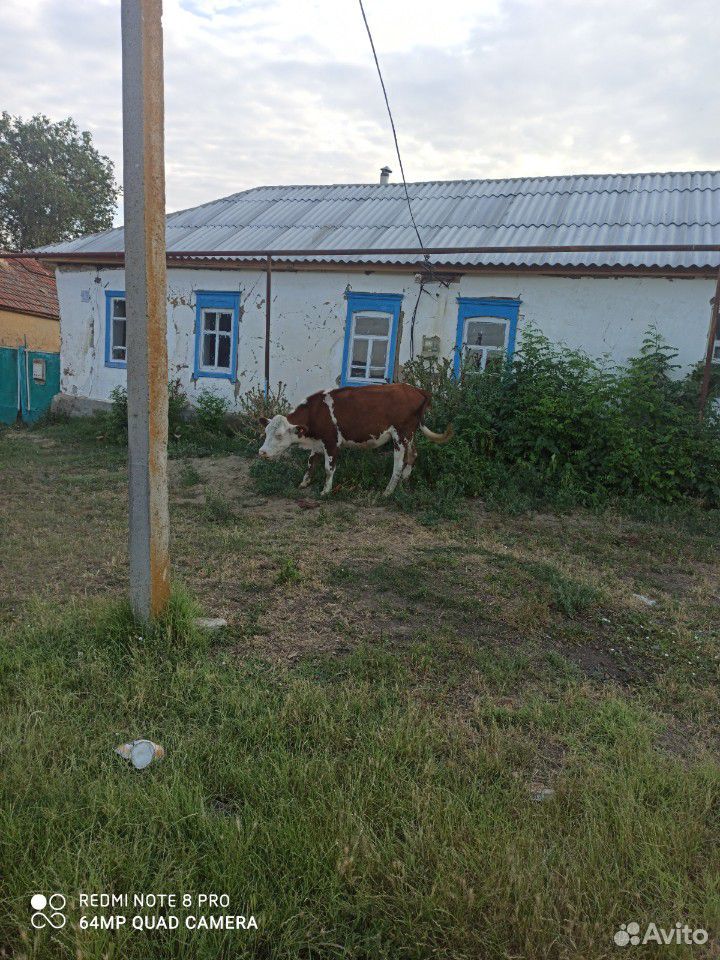 Корова герефорд купить на Зозу.ру - фотография № 1