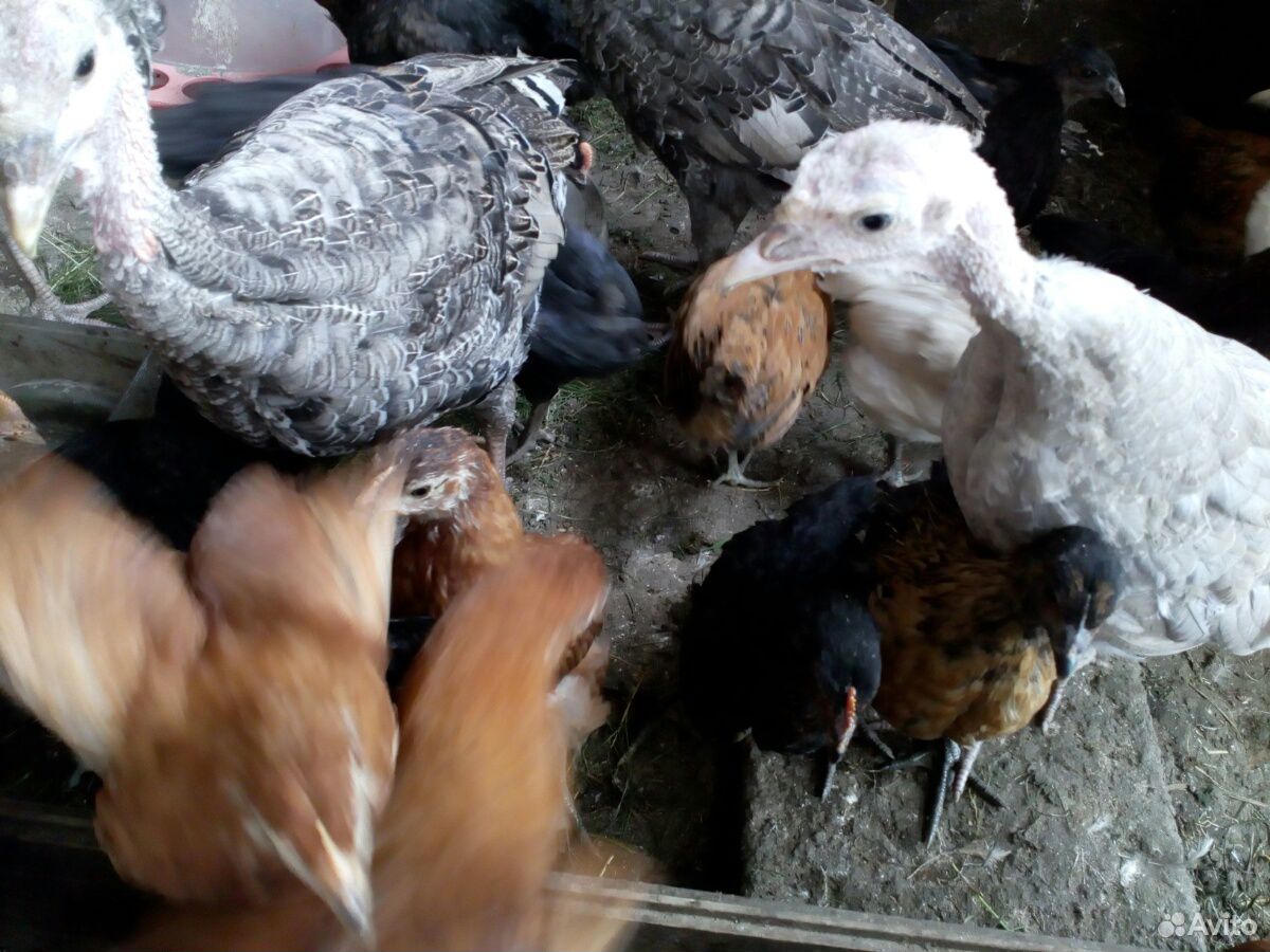 Цыплята разных возрастов купить на Зозу.ру - фотография № 2