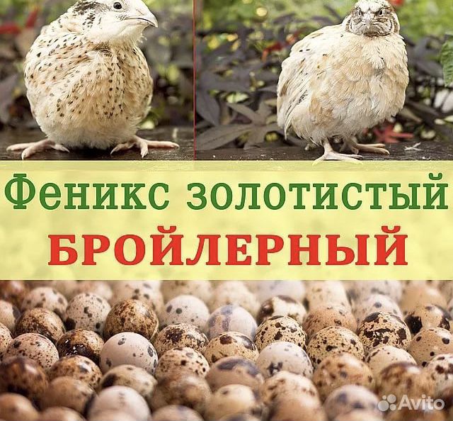 Яйцо перепел Феникс Золотистый купить на Зозу.ру - фотография № 1
