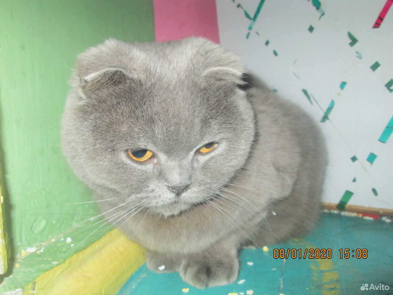Стерилизованная кошка купить на Зозу.ру - фотография № 2