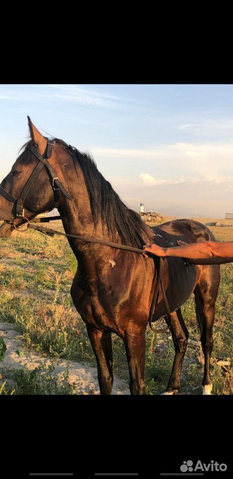 Продаётся лошадь, Англо - Карачаевская купить на Зозу.ру - фотография № 4