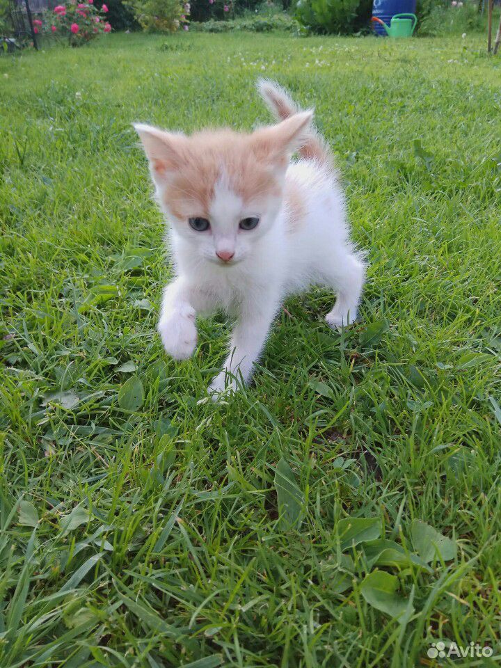 Котик 1.5 месяца купить на Зозу.ру - фотография № 3
