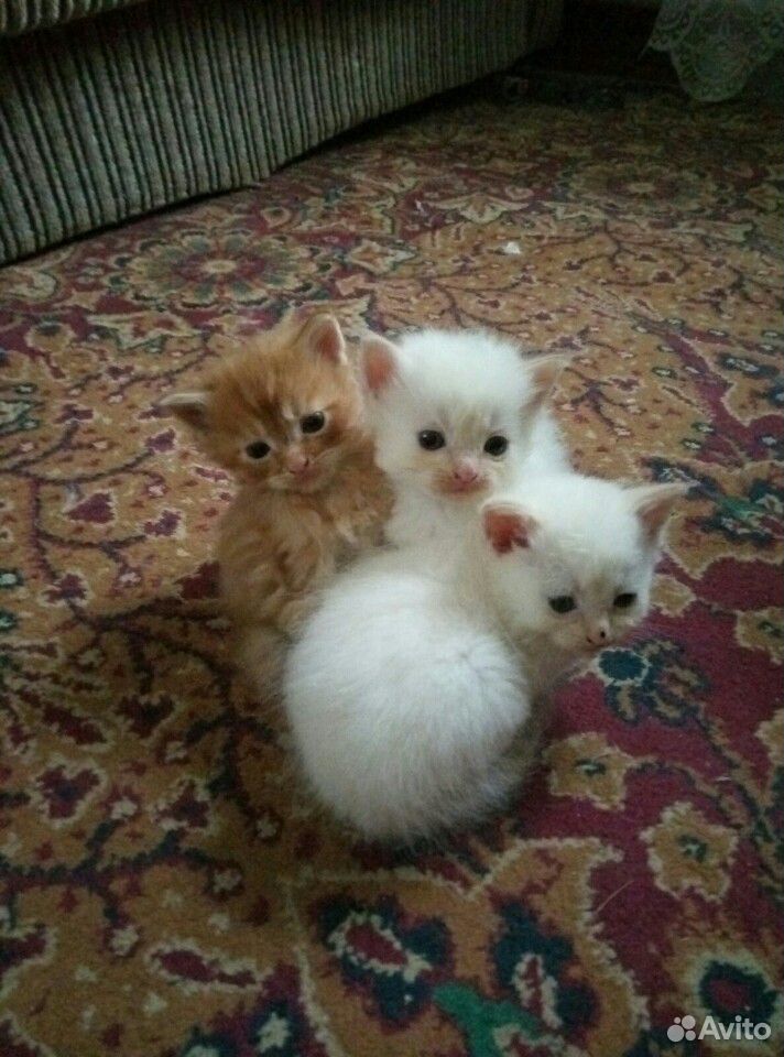 Три замечательных котенка купить на Зозу.ру - фотография № 2