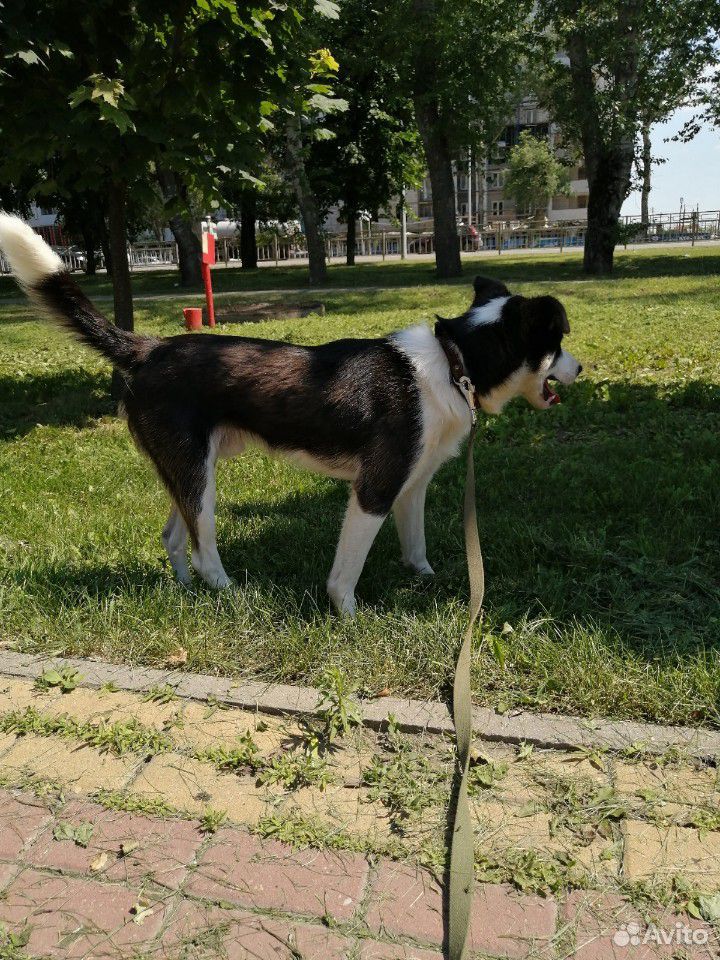 Пёс - друг, товарищ, напарник купить на Зозу.ру - фотография № 6